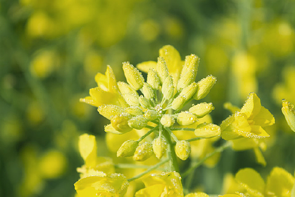 ����¶����Ͳ˻���