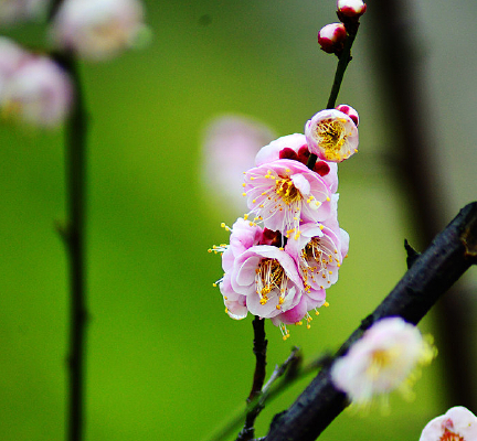 ����������ĺ�÷