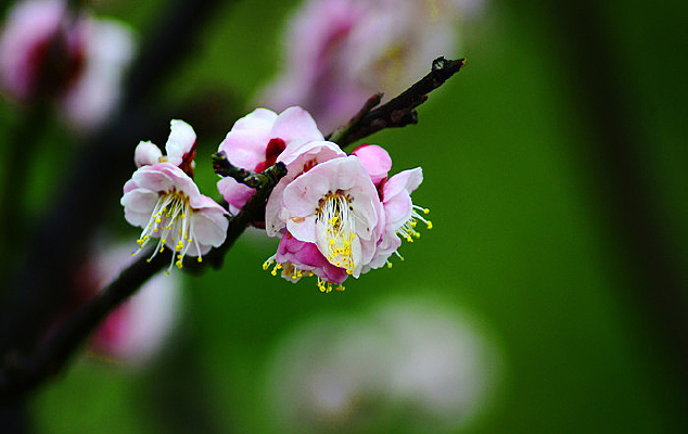 ��˿����ĺ�÷