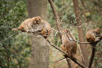 �������ϵ�С����