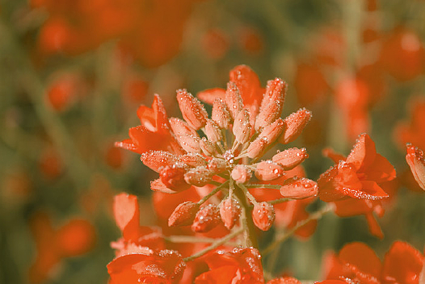 �峿���Ͳ˻�