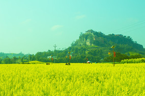 ɽ�µ��Ͳ˻���