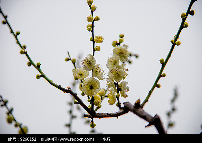 绿梅花开高清图片下载_红动中国