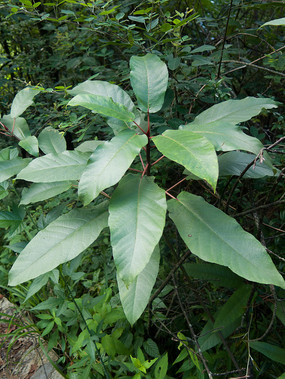 ��Ҷ����֦