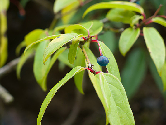 ҩ��ֲ���Ĵ������