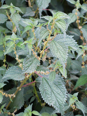 �������ݱ�ֲ����Ҷ����