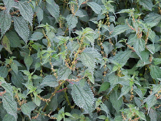 ݡ���ֲ����Ҷ����