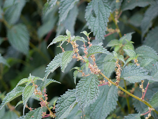 ��Ҷ����