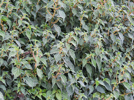 Ұ����Ҷ����