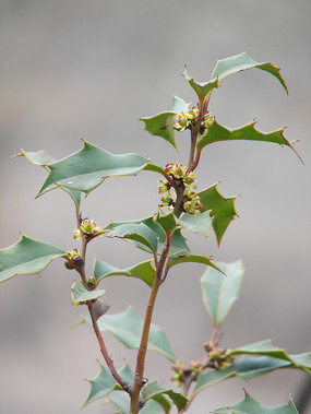 �����ֲ�ﻪ���۹�