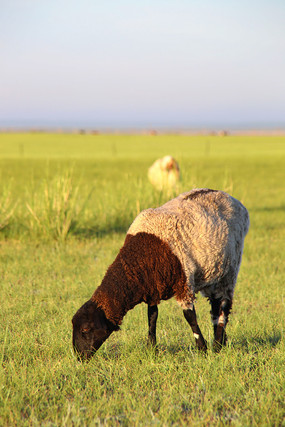 �Բݵĵ�����