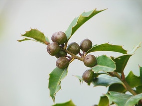 �����ֲ�ﻪ���۹�