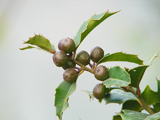 �����ֲ�ﻪ���۹�