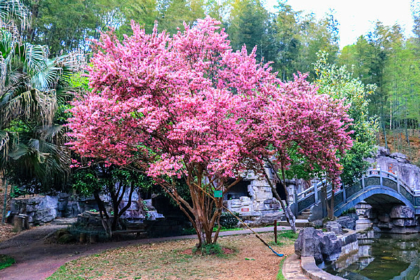 �ۺ�ɫ��ӣ�� С��