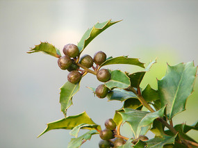 �����۹�