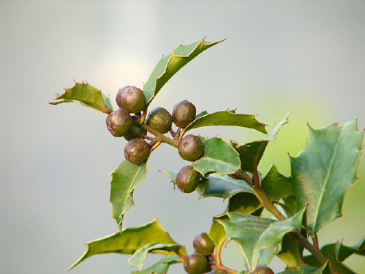 �����۹�