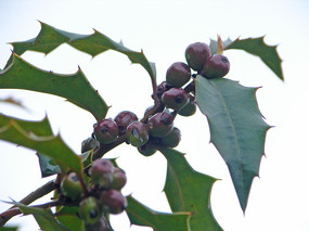 �����۹Ǽ������Ĺ�ʵ