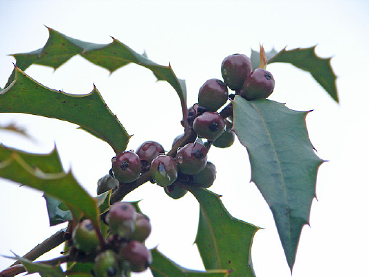 �����۹Ǽ������Ĺ�ʵ