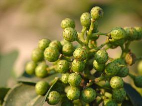 ��ɫ����