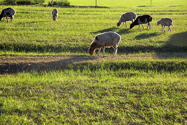 �峿�Բݵ�����