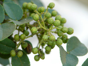 �����еĻ���