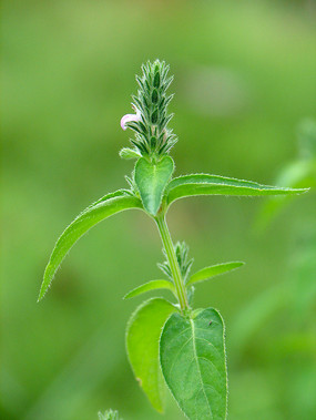 ������ֲ�����