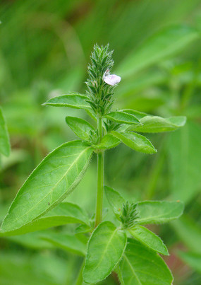 ����֦Ҷ����״����