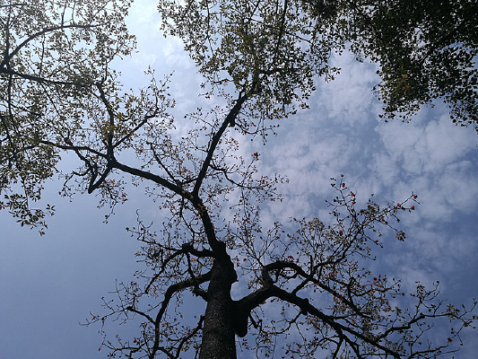 �����µ���֦