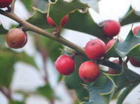 �����ֲ�ﻪ���۹�