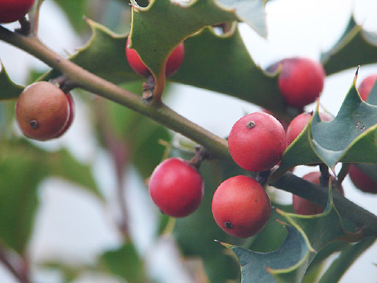 �����ֲ�ﻪ���۹�