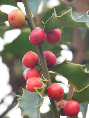 �����۹Ǻ�ɫ��ʵ