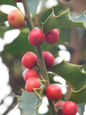 �����۹Ǻ�ɫ��ʵ