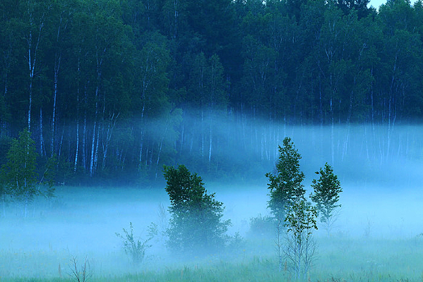 ���˰���ɭ��ҹɫ �������