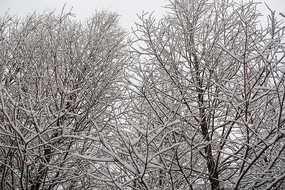 ��ѩ����