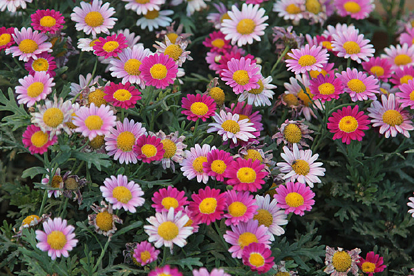 ��ɫ��յ������