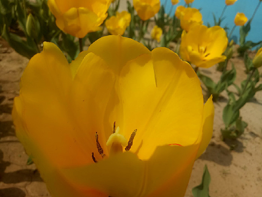 ��ɫ������