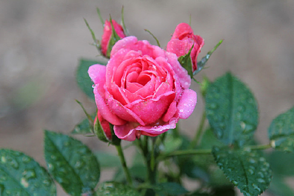 ʢ������ɫ�¼���