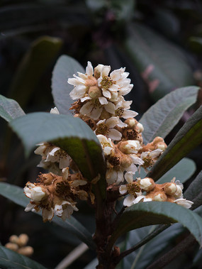 ����Բ׶����