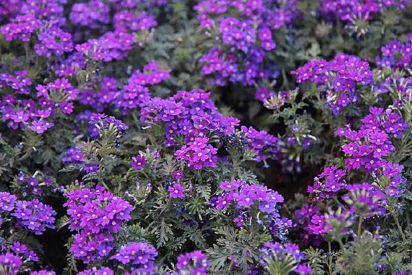 ��ɫ����