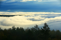 ɭ����������