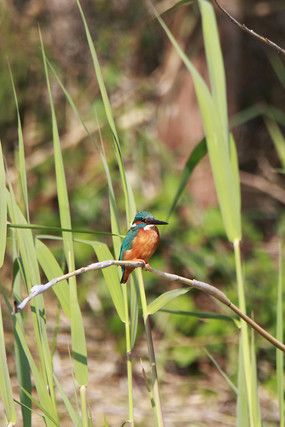 �����ɰ��Ĵ���