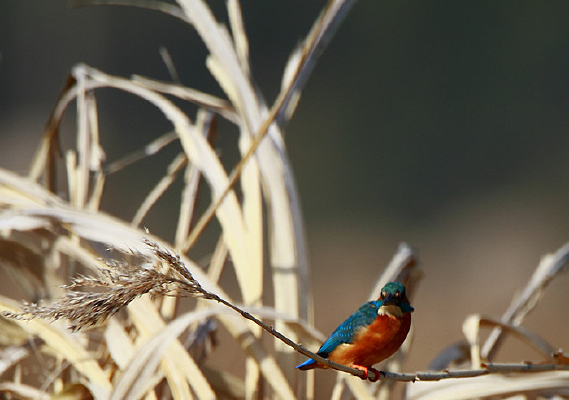 �����Ĵ���