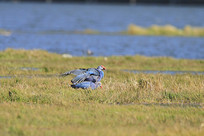 ˫��˫�ܵ���ˮ��