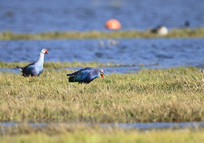 ˮ����ʳ����ˮ��