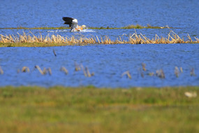 ˮ��չ��ĳ���Ѽ