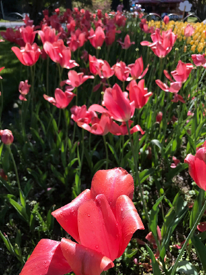 ��Ƭ��ɫ������