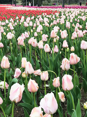 �����㻨��