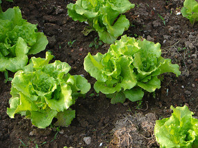 ������ֲ