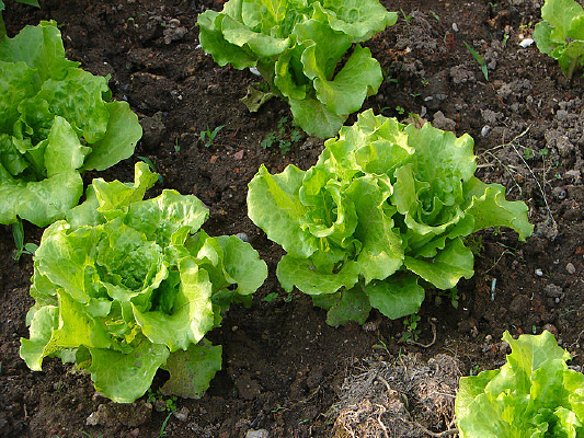 ������ֲ