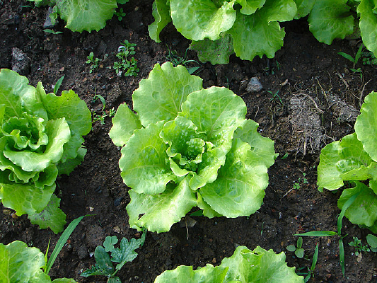 �����е�����